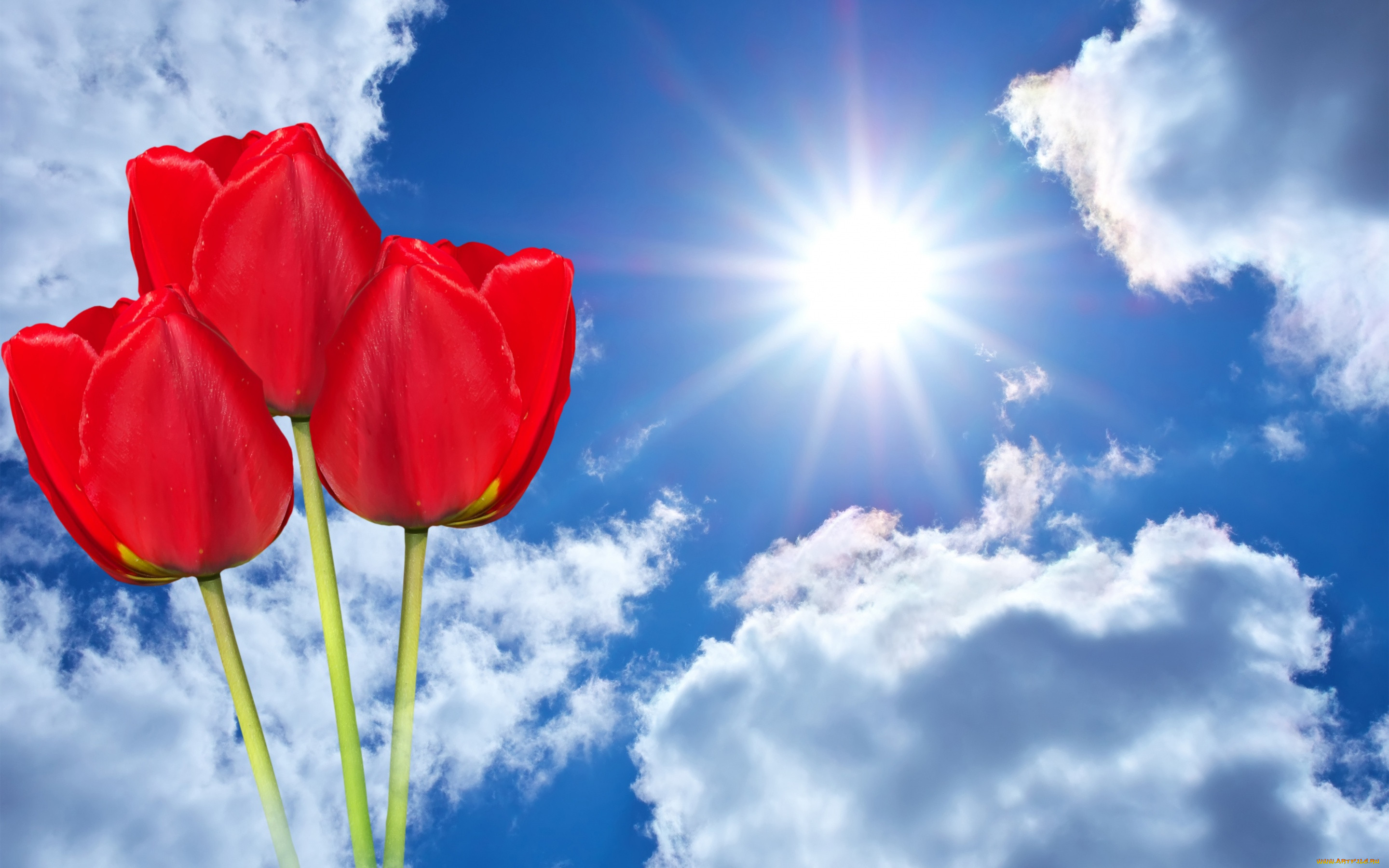 Красный тюльпан на фоне голубого неба